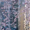 Image of Cherry Blossom