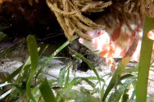 Tour image of No Experience Required to Discover Scuba in Florida