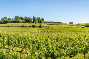 Tour image of From Bordeaux: Saint-Émilion Full-Day Guided Tour with Lunch