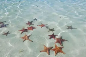 Tour image of Stingray City Experience Plus Two Snorkeling spots Private Boat