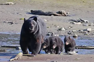 Tour image of Ketchikan, Alaska Native Cultural and Wildlife Adventure
