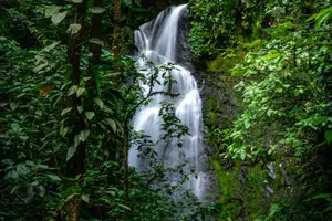 Tour image of Full-Day Adventure in Corcovado National Park from Drake Bay