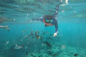 Tour image of Oslob Whale Shark Swimming, Tumalog Falls and Sardines Snorkeling