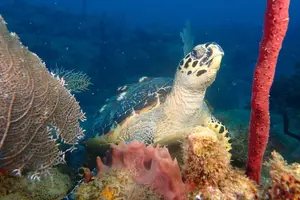 Tour image of Experience Scuba Diving / NO certification Needed