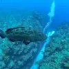 Image of Speed Boat Rentals