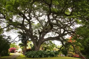 Tour image of Saint Kitts and Nevis