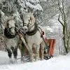 Image of Sledding