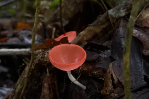 Tour image of Guided Tour in Manuel Antonio National Park!