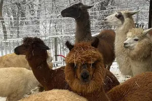 Tour image of Alpaca and llama hike Moedling near Vienna