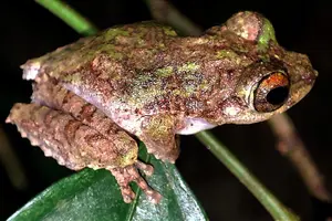 Tour image of Night Froggy Adventure at Kubah National Park