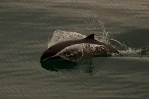 Tour image of 3-Hour Sea Kayak Tour in the San Juan Islands
