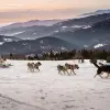 Image of Dog Sledding/Mushing