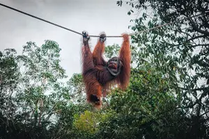 Tour image of Sarawak Orangutan Semenggoh Wildlife Centre Tour