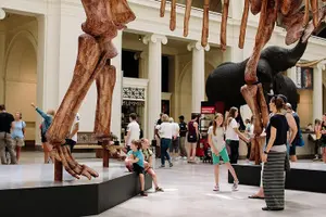 Tour image of Field Museum of Natural History Admission Tickets