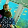 Image of Submarine Tours