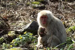 Tour image of Snow Monkey Park & Miso Production Day Tour from Nagano