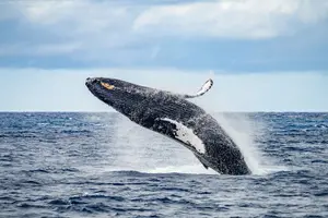 Tour image of Premium Sunset Dinner Cruise from Ka’anapali Beach