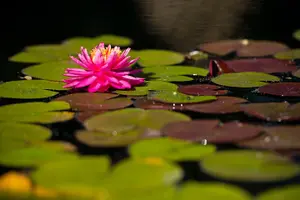 Tour image of General Admission to Denver Botanic Gardens Ticket