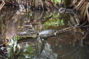 Tour image of Canoe Tour and Turtle Spawning Tour