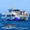 Image of Catamaran Cruises