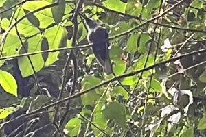 Tour image of Bird Watching Tours