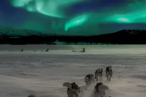 Tour image of Private Northern Lights Dog Sledding and Husky Massage from Kiruna