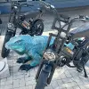 Image of Bike Rentals