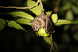 Tour image of Night Adventures in Monteverde