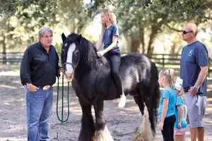 Tour image of Gypsy Gold Horse Farm Tour