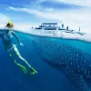 Image of Shark Diving