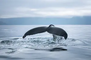 Tour image of Original Carbon Neutral Whale Watching Tour from Húsavík