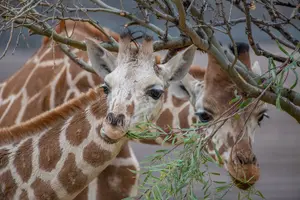 Tour image of Out of Africa Wildlife Park Admission Ticket