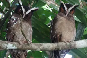 Tour image of The best of Tortuguero: Canoe, hike and night tour (turtle in Jul-Oct)