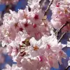 Image of Cherry Blossom