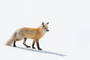Tour image of Best of Jackson Hole Wildlife Safari Tour