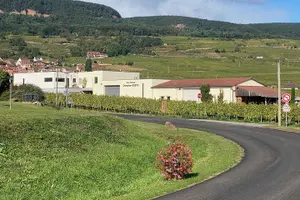Tour image of Cellar tour & tasting of organic wines with a feminine touch