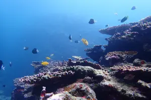 Tour image of Okinawa Ishigaki Kabira Bay SUP or Canoe and Blue Cave Snorkeling