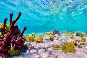 Tour image of 3 Islands Private Group Excursion (4hrs)