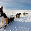 Image of Dog Sledding/Mushing