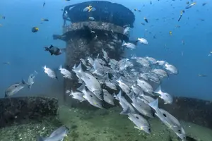 Tour image of Basic Diver ( One Day Experience)