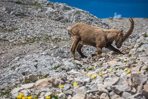 Tour image of Triglav tour in 2 days Slovenia