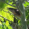 Image of Wildlife Watching