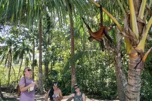 Tour image of White Sand Beach Jaco Snorkel Adventure with Monkey Tour