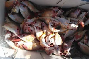 Tour image of Private Fishing Boat Charters in Naples Bay and the Gulf