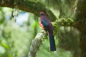 Tour image of 15-Day Bird Watching and Cultural Tour in Bhutan