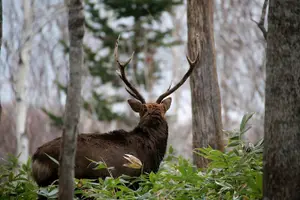 Tour image of 3.5hours Primeval Forest Snowshoe hike and Wildlife Watching Tour