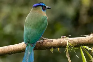 Tour image of Monteverde Cloud Forest Tour