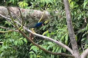 Tour image of Canoe tour in Tortuguero National Park small group