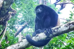 Tour image of Nature Hike in La Fortuna