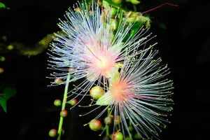 Tour image of Night Tour in Iriomote: Watch the One-Night Flower “Sagari-bana”